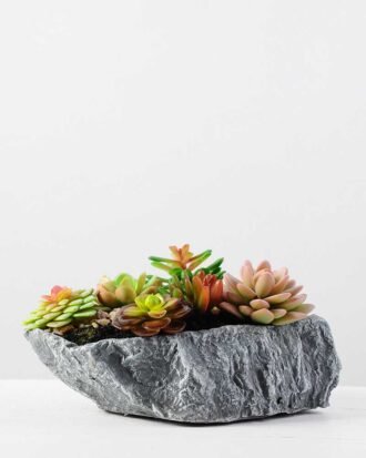 Succulent bonsai GS-2450218