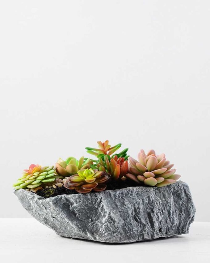 Succulent bonsai GS-2450218
