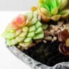 Succulent bonsai GS-2450218