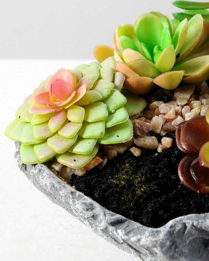 Succulent bonsai GS-2450218