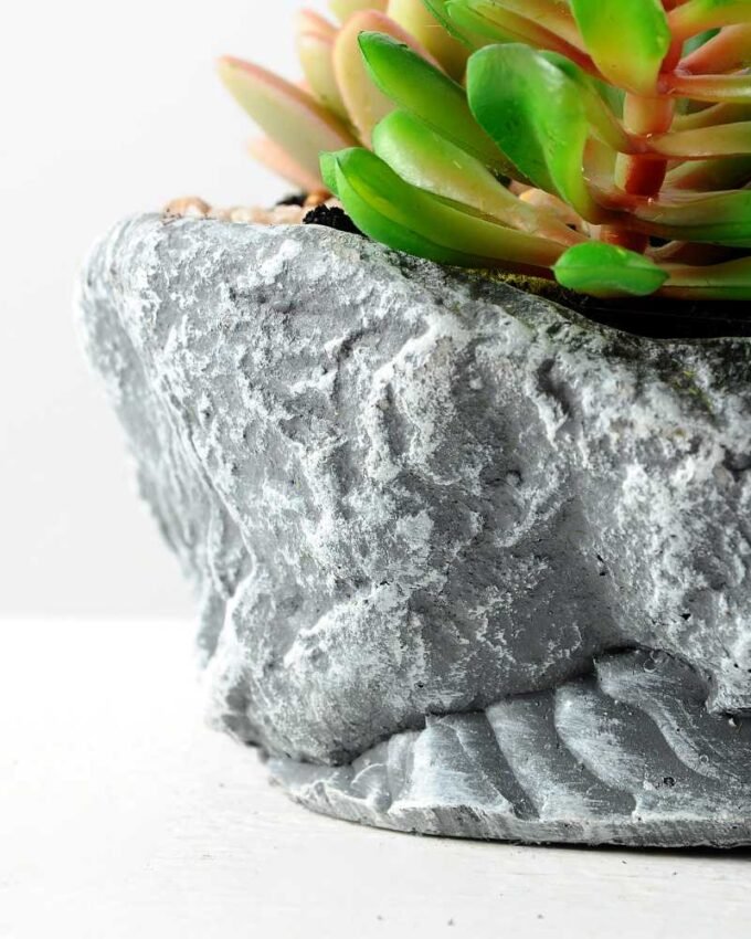 Succulent bonsai GS-2450218