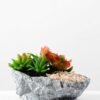 Succulent bonsai GS-2450219