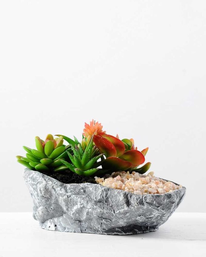 Succulent bonsai GS-2450219