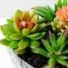 Succulent bonsai GS-2450219