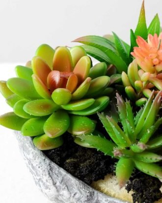 Succulent bonsai GS-2450219