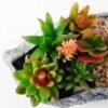Succulent bonsai GS-2450219