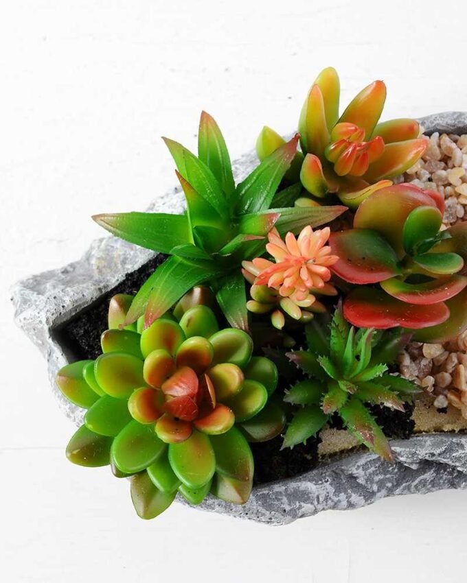 Succulent bonsai GS-2450219
