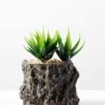 Succulent bonsai GS-2450220