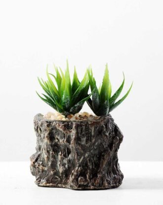Succulent bonsai GS-2450220