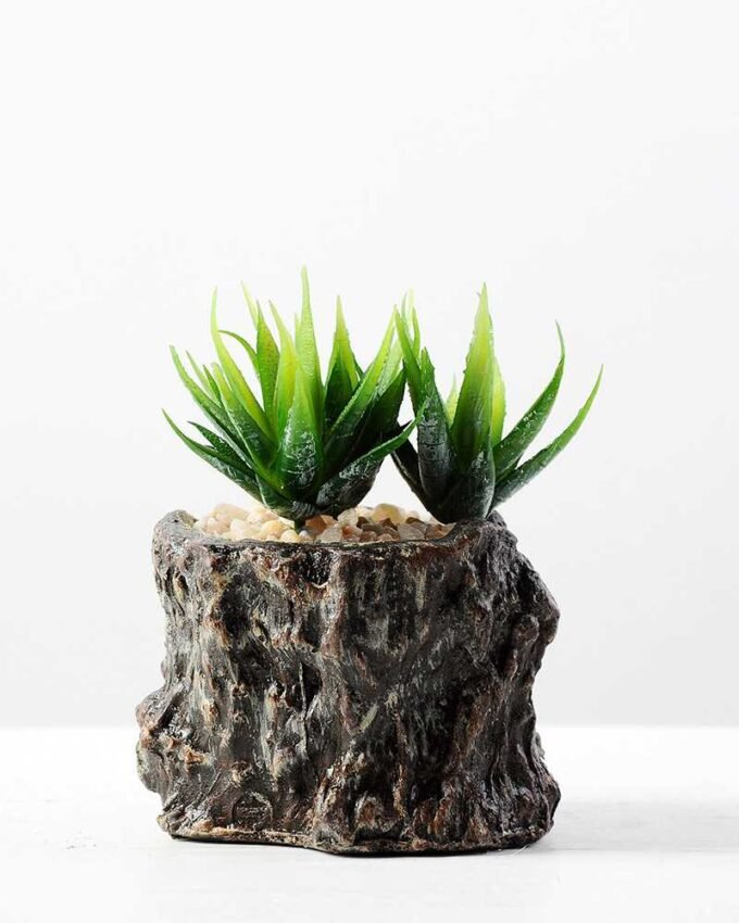 Succulent bonsai GS-2450220
