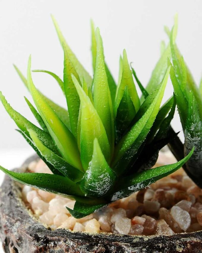 Succulent bonsai GS-2450220