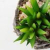 Succulent bonsai GS-2450220