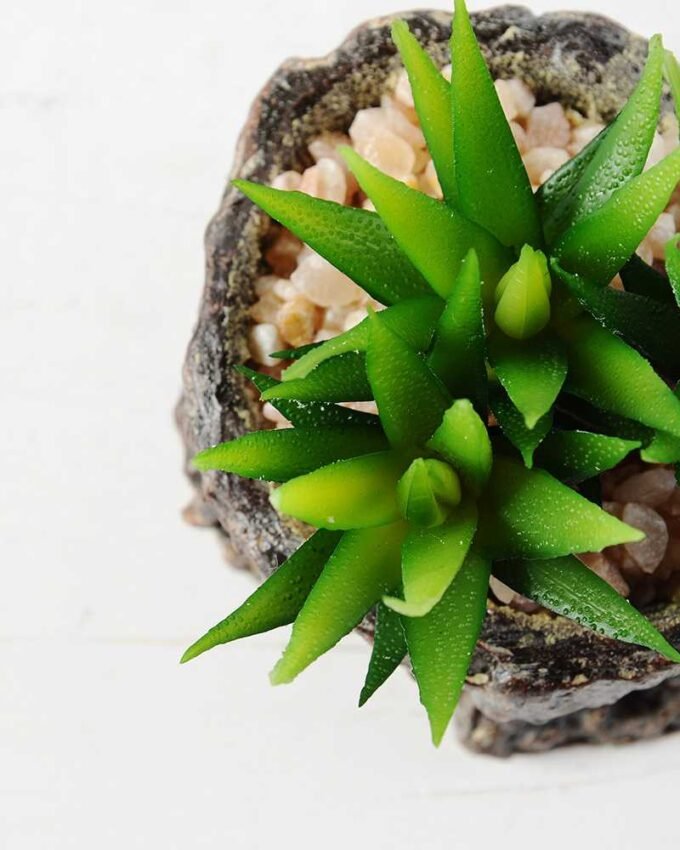 Succulent bonsai GS-2450220