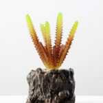 Succulent bonsai GS-2450221