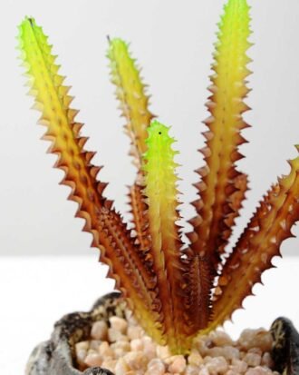 Succulent bonsai GS-2450221