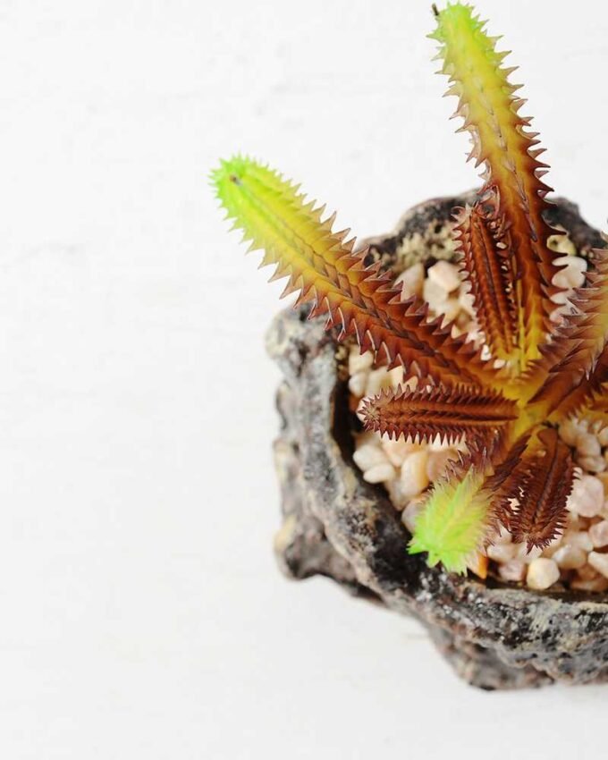 Succulent bonsai GS-2450221