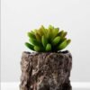 Succulent bonsai GS-2450222