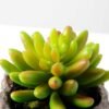 Succulent bonsai GS-2450222