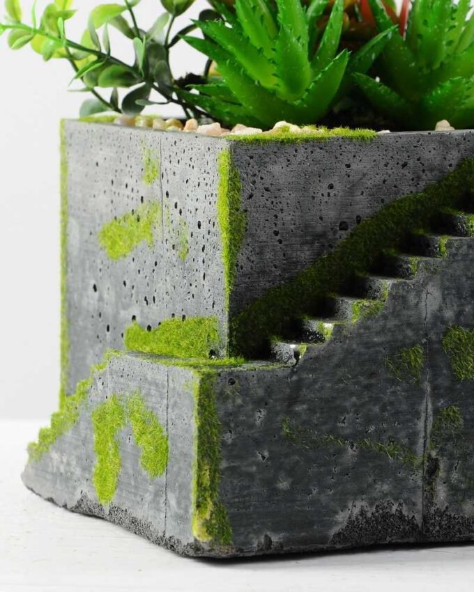 Succulent bonsai GS-2450223