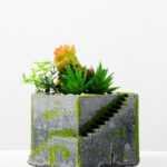 Succulent bonsai GS-2450223