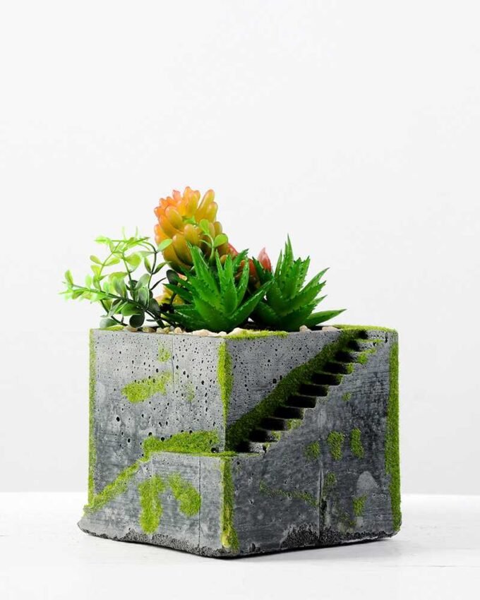 Succulent bonsai GS-2450223