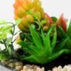 Succulent bonsai GS-2450223