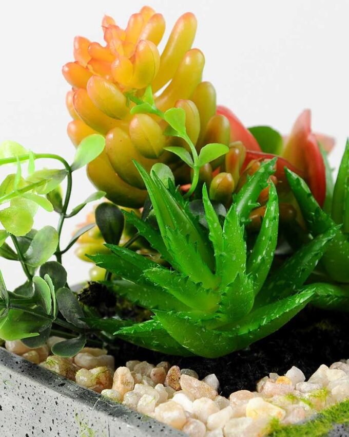 Succulent bonsai GS-2450223