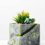 Succulent bonsai GS-2450224