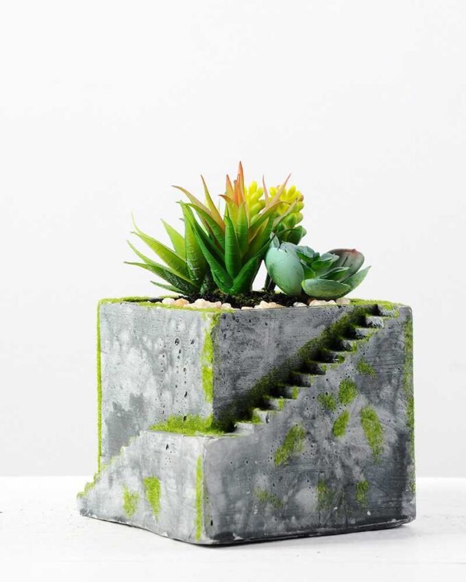 Succulent bonsai GS-2450224