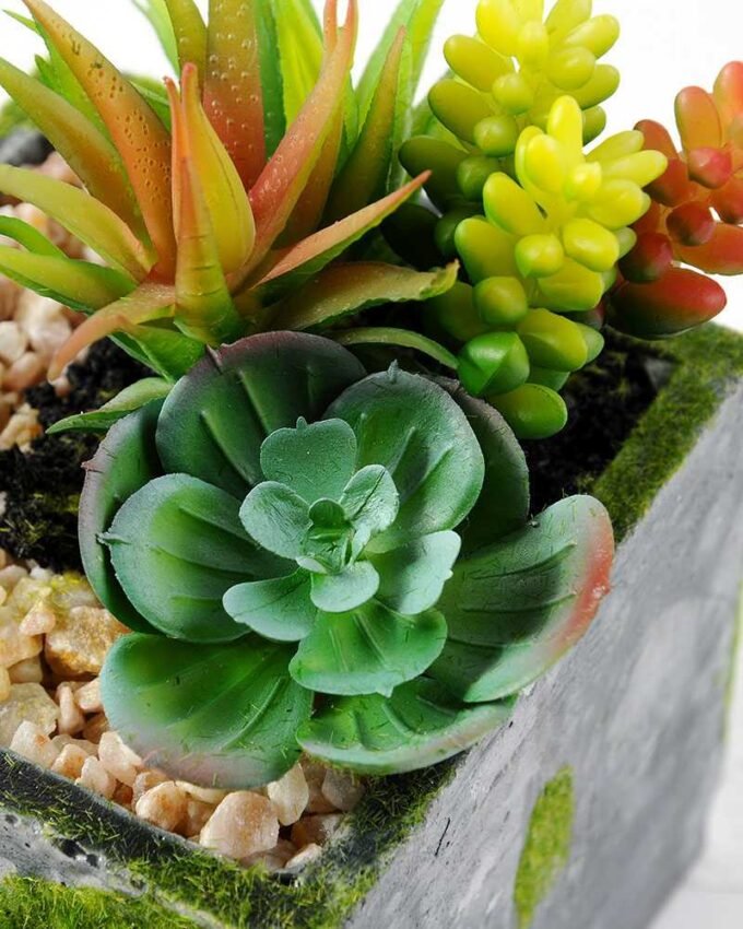 Succulent bonsai GS-2450224