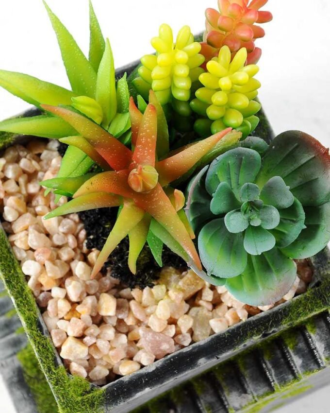 Succulent bonsai GS-2450224