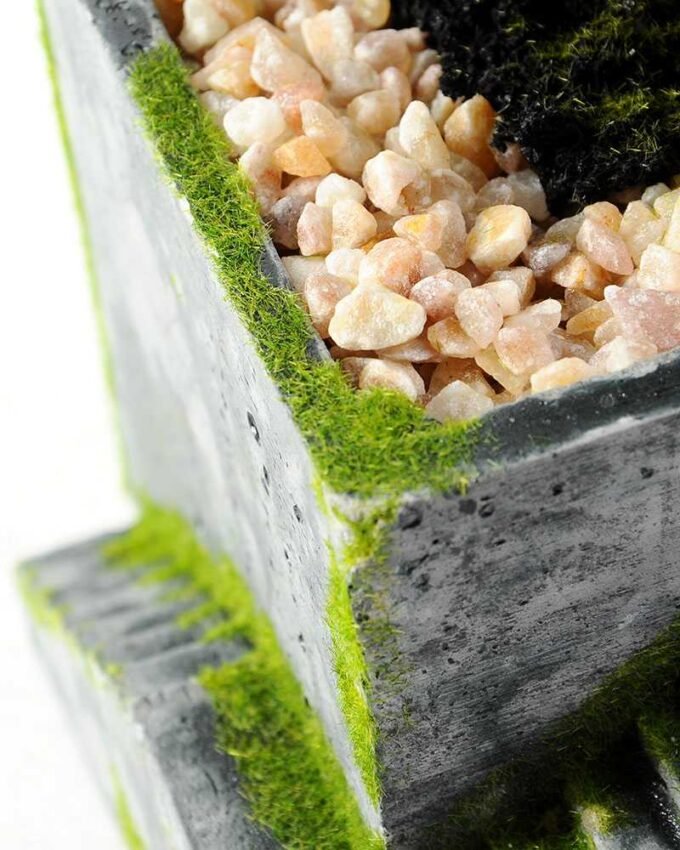 Succulent bonsai GS-2450224