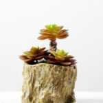 Succulent bonsai GS-2450225