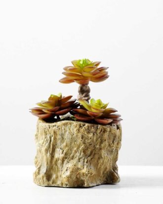 Succulent bonsai GS-2450225