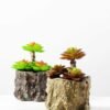 Succulent bonsai GS-2450225