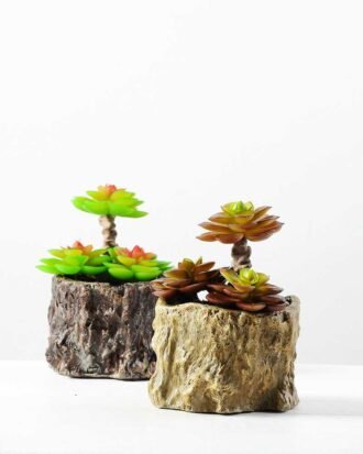 Succulent bonsai GS-2450225