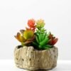 Succulent bonsai GS-2450226