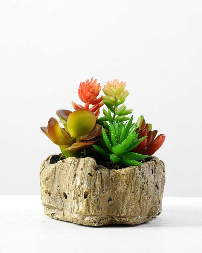 Succulent bonsai GS-2450226