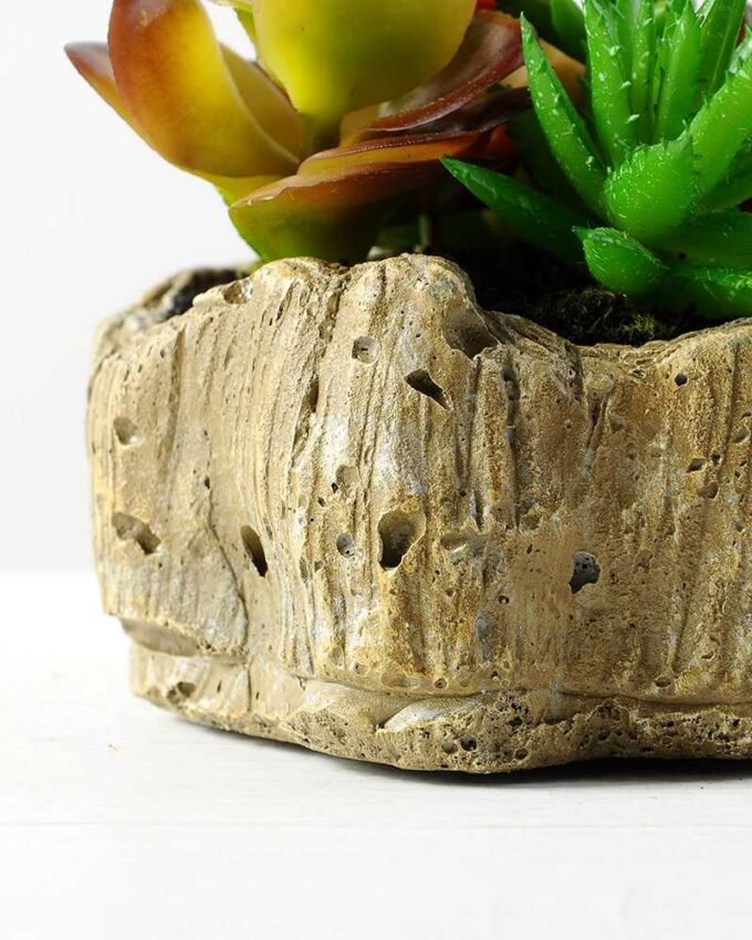 Succulent bonsai GS-2450226