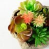 Succulent bonsai GS-2450226