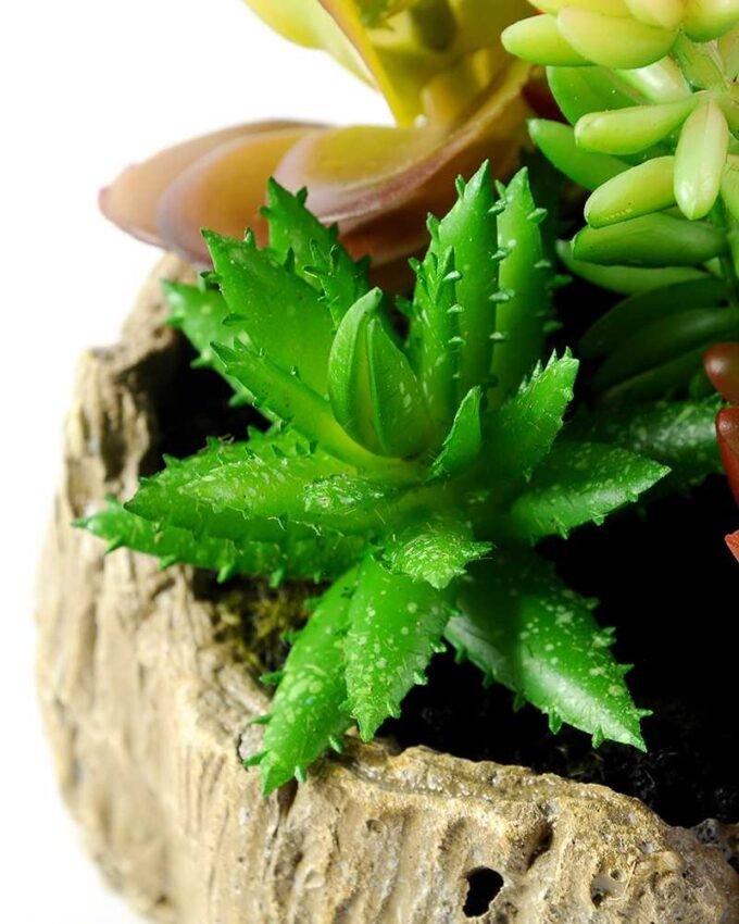 Succulent bonsai GS-2450226