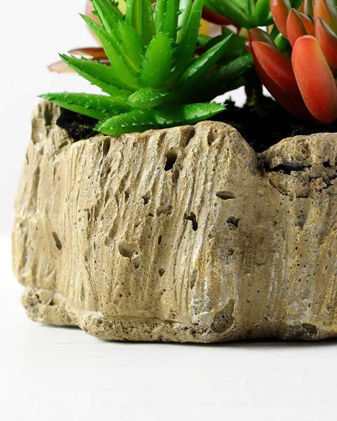 Succulent bonsai GS-2450226