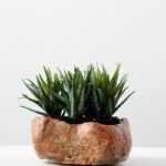 Succulent bonsai GS-2450227