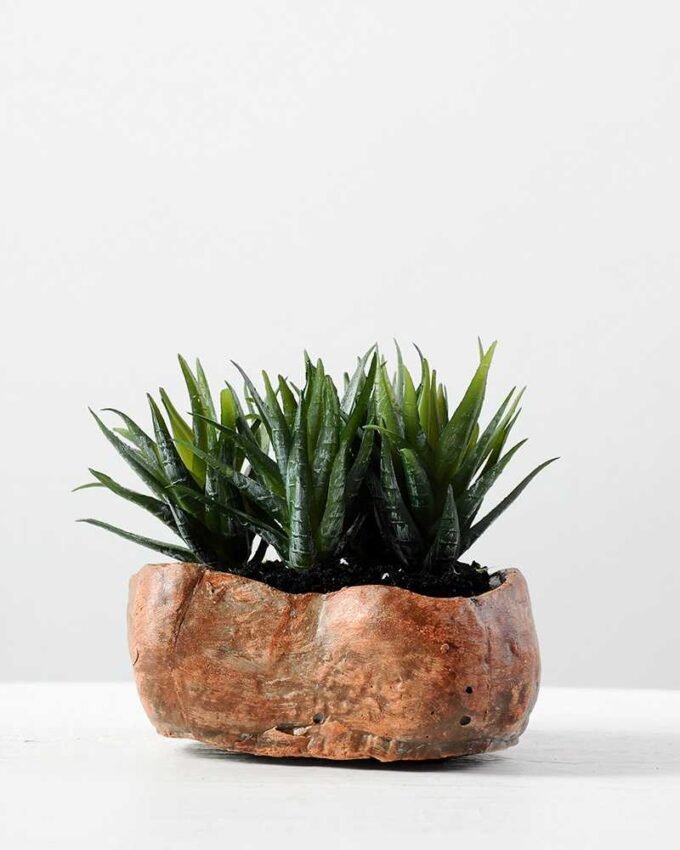 Succulent bonsai GS-2450227