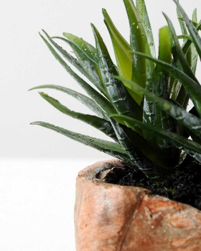 Succulent bonsai GS-2450227