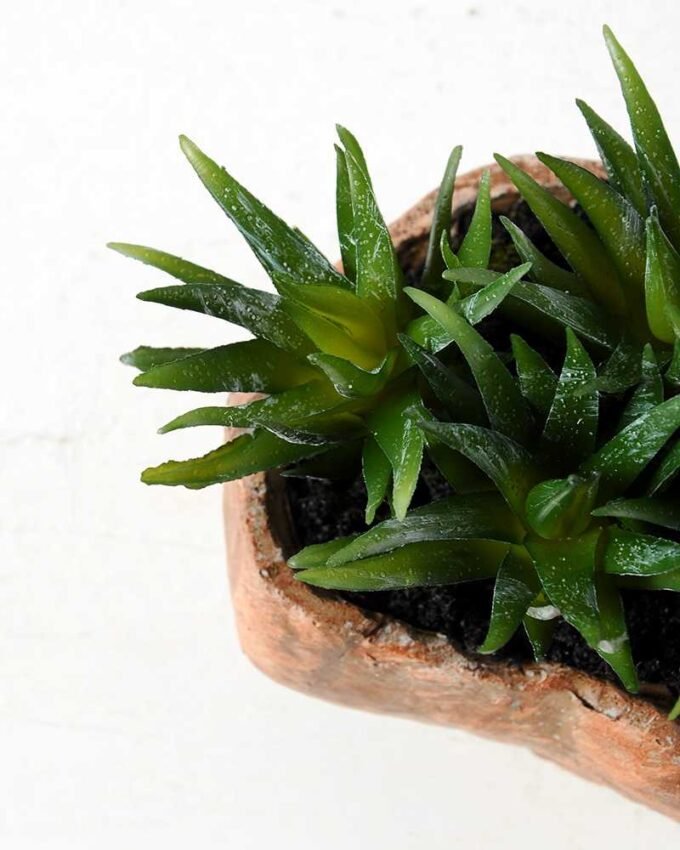 Succulent bonsai GS-2450227