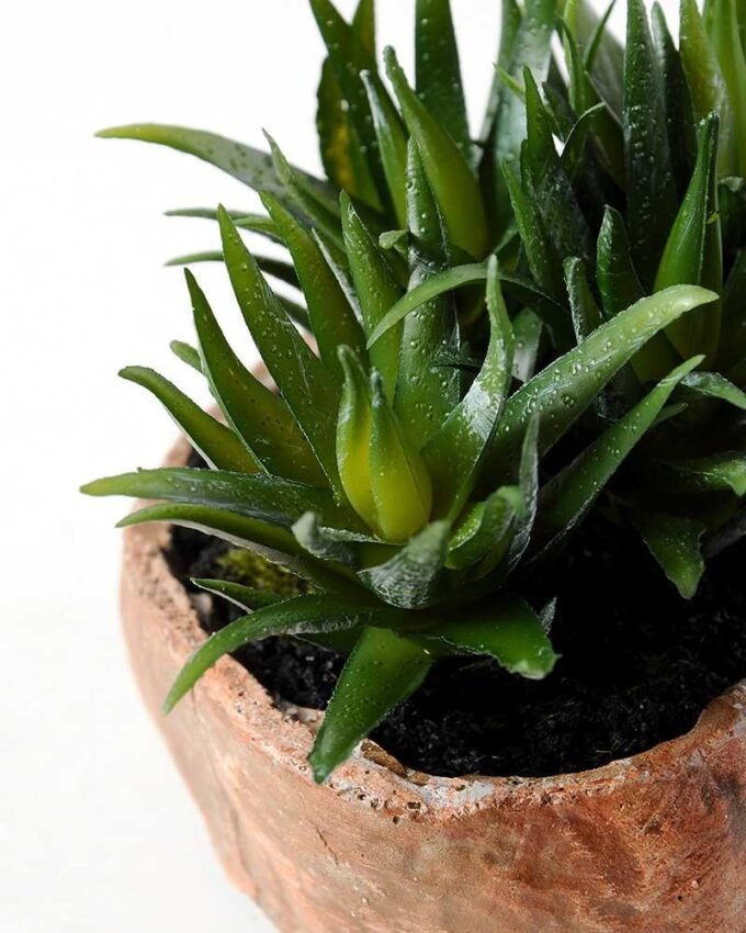 Succulent bonsai GS-2450227