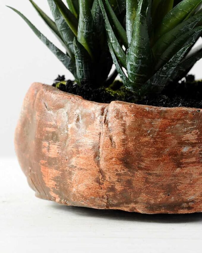 Succulent bonsai GS-2450227