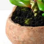Succulent bonsai GS-2450228