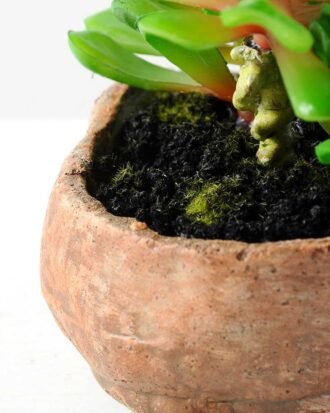 Succulent bonsai GS-2450228